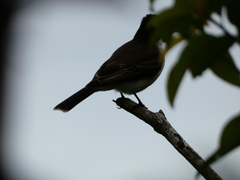 Tyrannus caudifasciatus