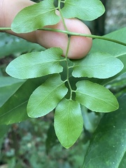 Lygodium reticulatum