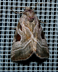 Eucarta virgo