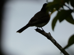 Tyrannus caudifasciatus