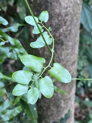 Lygodium reticulatum