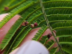 Austroacacidiplosis botrycephalae