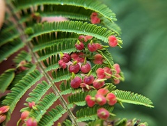 Austroacacidiplosis botrycephalae