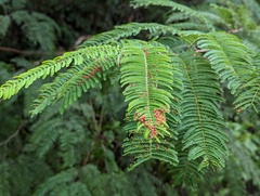 Austroacacidiplosis botrycephalae