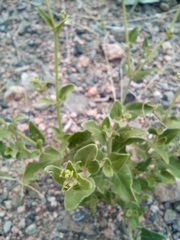 Mirabilis ovata