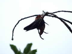 Anthracothorax mango