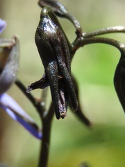 Dianella tasmanica