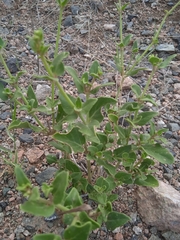 Mirabilis ovata