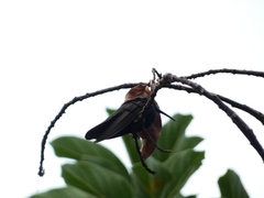 Anthracothorax mango