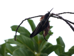 Anthracothorax mango