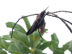 Anthracothorax mango