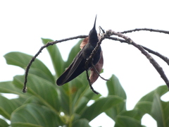 Anthracothorax mango