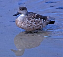 Lophonetta specularioides