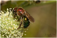 Augochloropsis tupacamaru