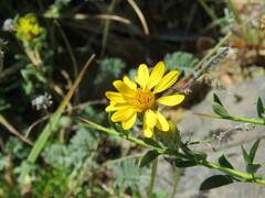 Haplopappus glutinosus