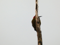 Melanerpes radiolatus