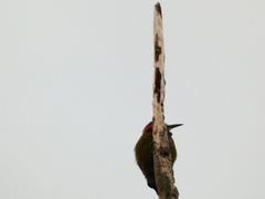 Melanerpes radiolatus