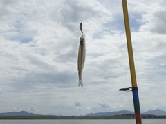 Odontesthes bonariensis