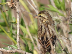 Passerculus sandwichensis beldingi