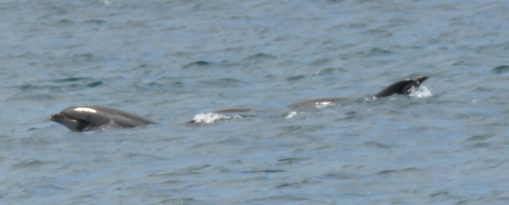 Tursiops truncatus<br>15 May, 2024
