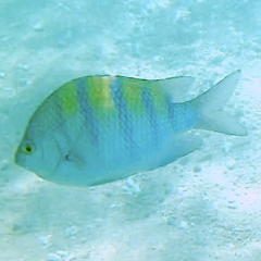 Abudefduf troschelii