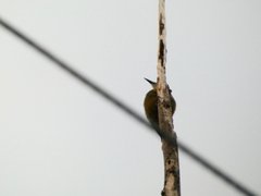 Melanerpes radiolatus