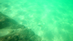 Abudefduf troschelii