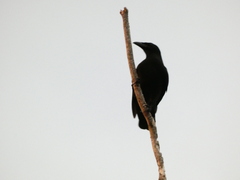 Corvus jamaicensis