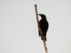 Corvus jamaicensis