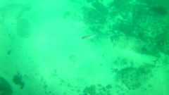 Abudefduf troschelii