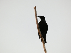 Corvus jamaicensis