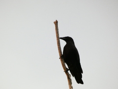 Corvus jamaicensis