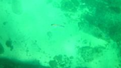 Abudefduf troschelii