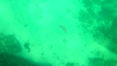 Abudefduf troschelii