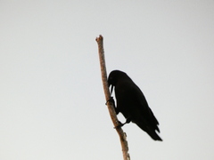 Corvus jamaicensis
