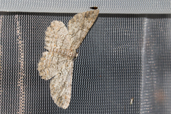 Iridopsis vellivolata