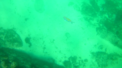 Abudefduf troschelii