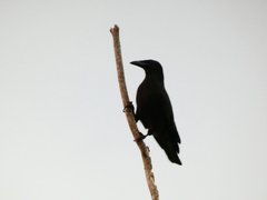 Corvus jamaicensis