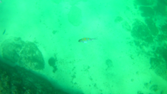 Abudefduf troschelii