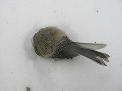 Poecile atricapillus