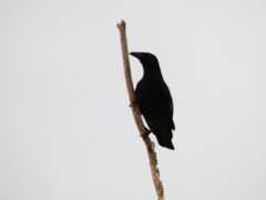 Corvus jamaicensis