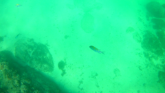 Abudefduf troschelii