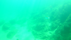 Abudefduf troschelii