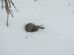 Poecile atricapillus