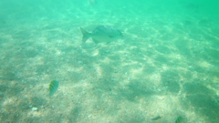 Abudefduf troschelii