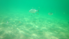 Abudefduf troschelii