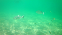 Abudefduf troschelii