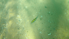 Abudefduf troschelii