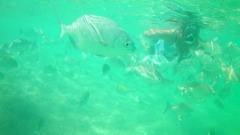 Abudefduf troschelii