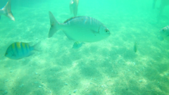 Abudefduf troschelii